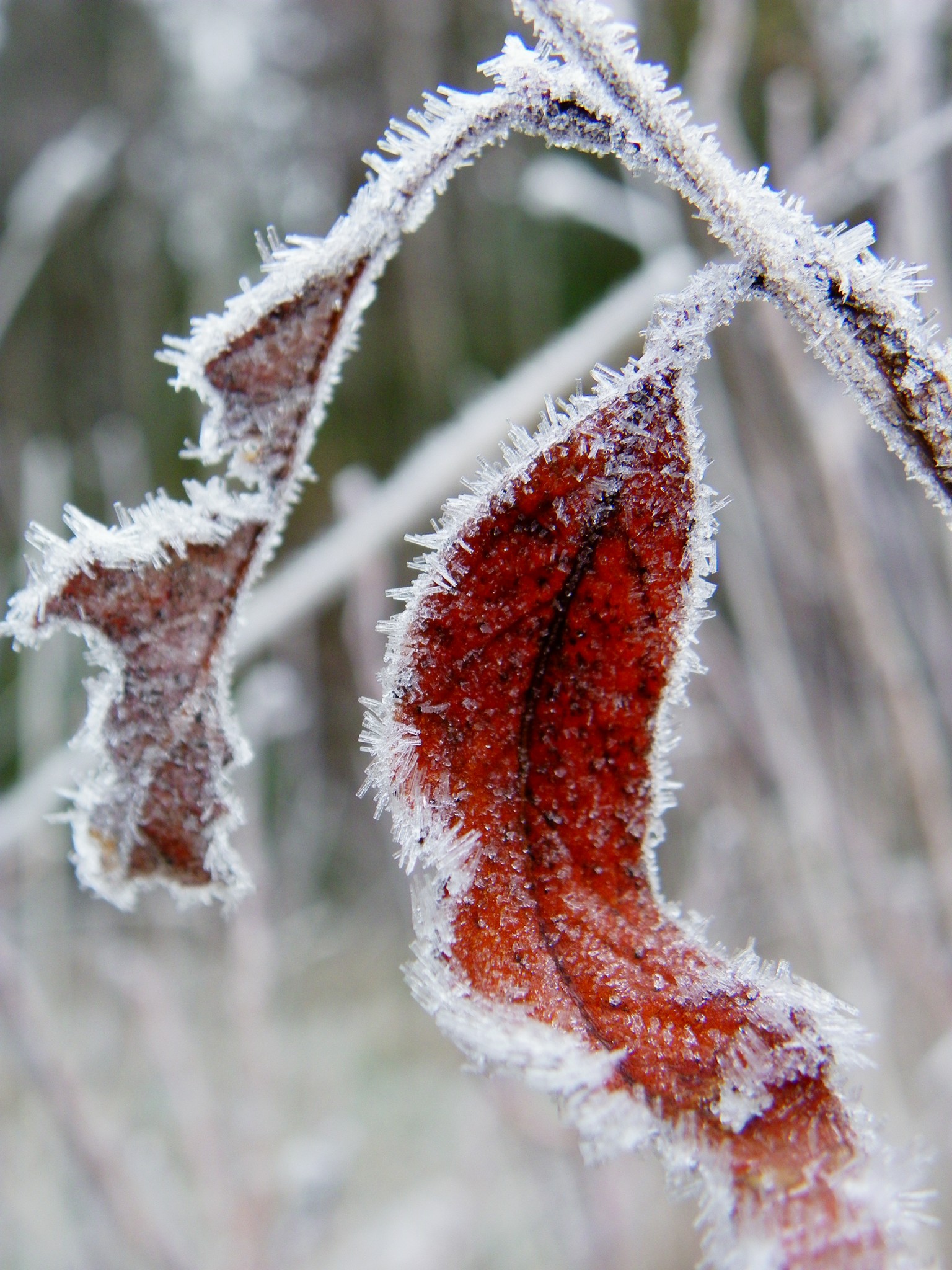 winter frost leaf