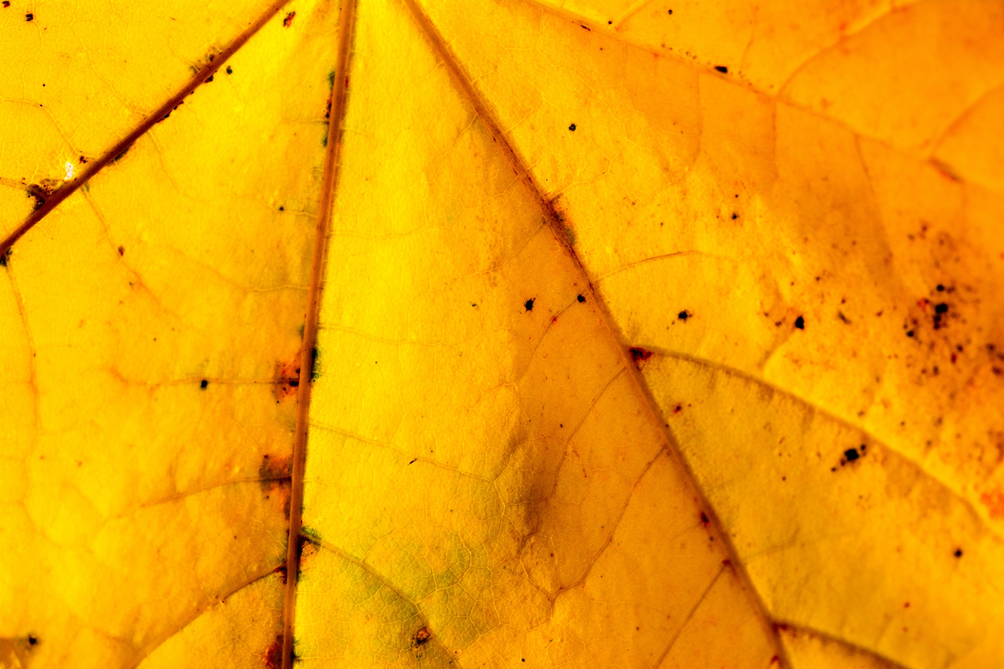 yellow maple leaf autumn