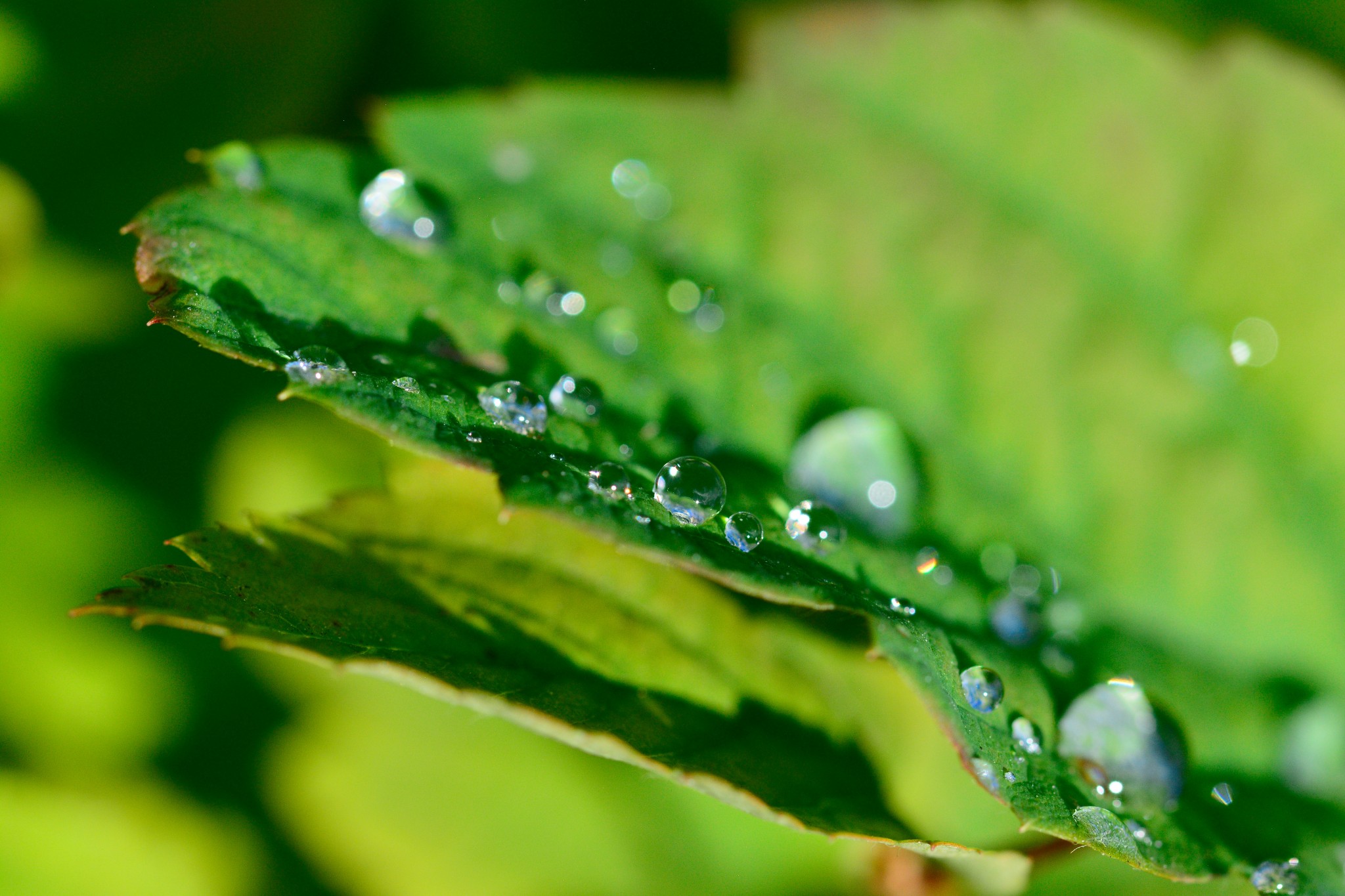 leaves water_droplets