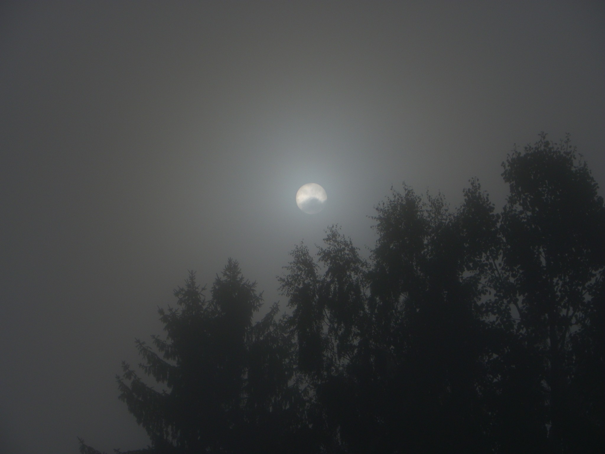 fog sun landscape
