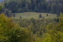 Field field landscape