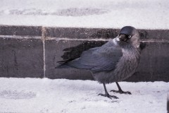Raven raven birds animals