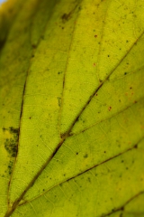 green leaf green leaf