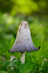Mushroom mushroom fall