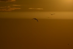 3 sea gulls  sky evening sea_gull birds animals