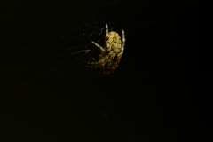 spider spider