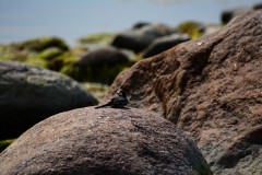 Bird sitting on stone bird stone sea