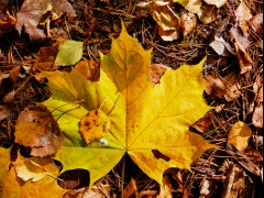 Autumn leaf autumn leaf