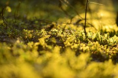 Moss moss