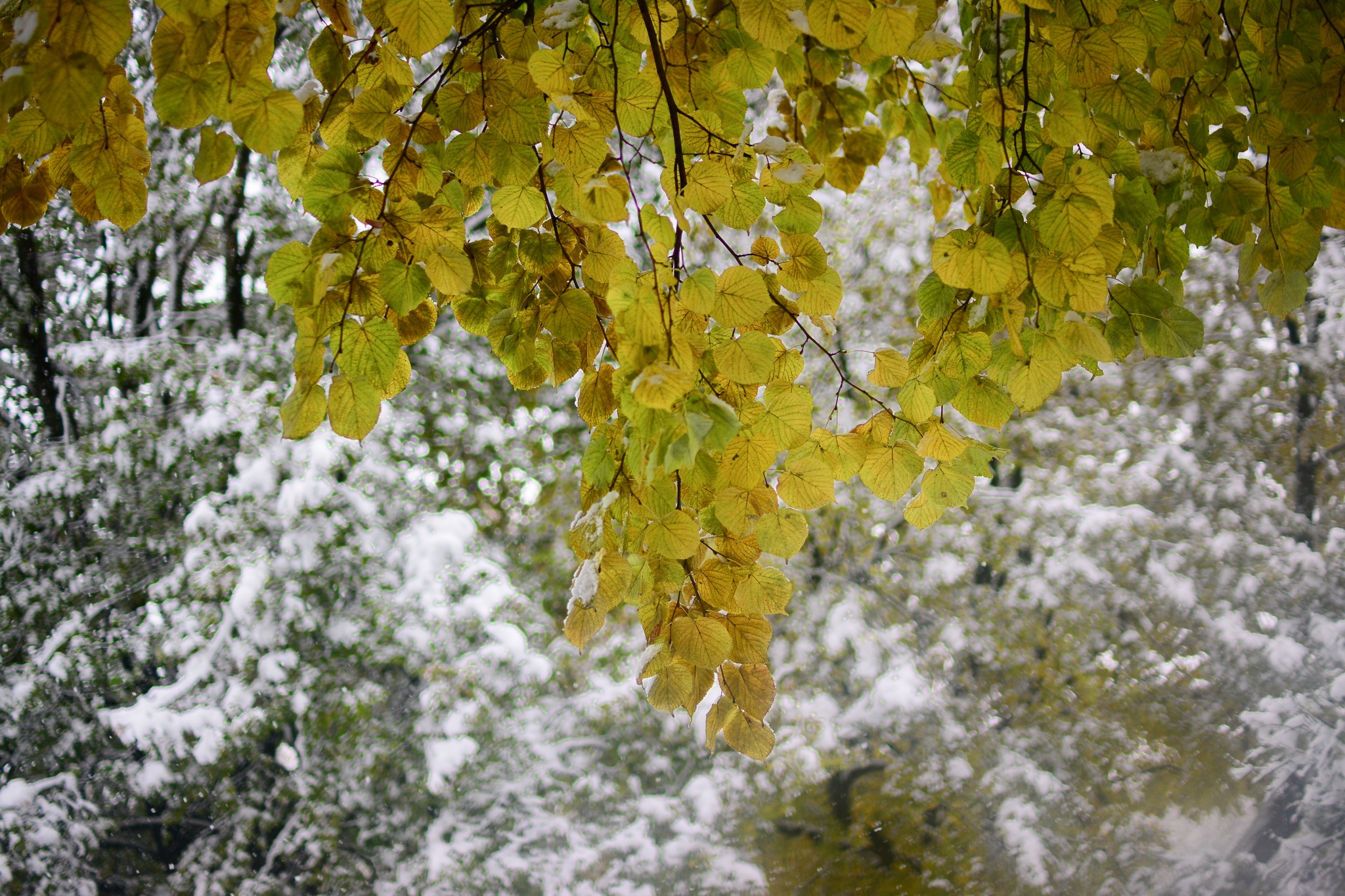 snow leaves park