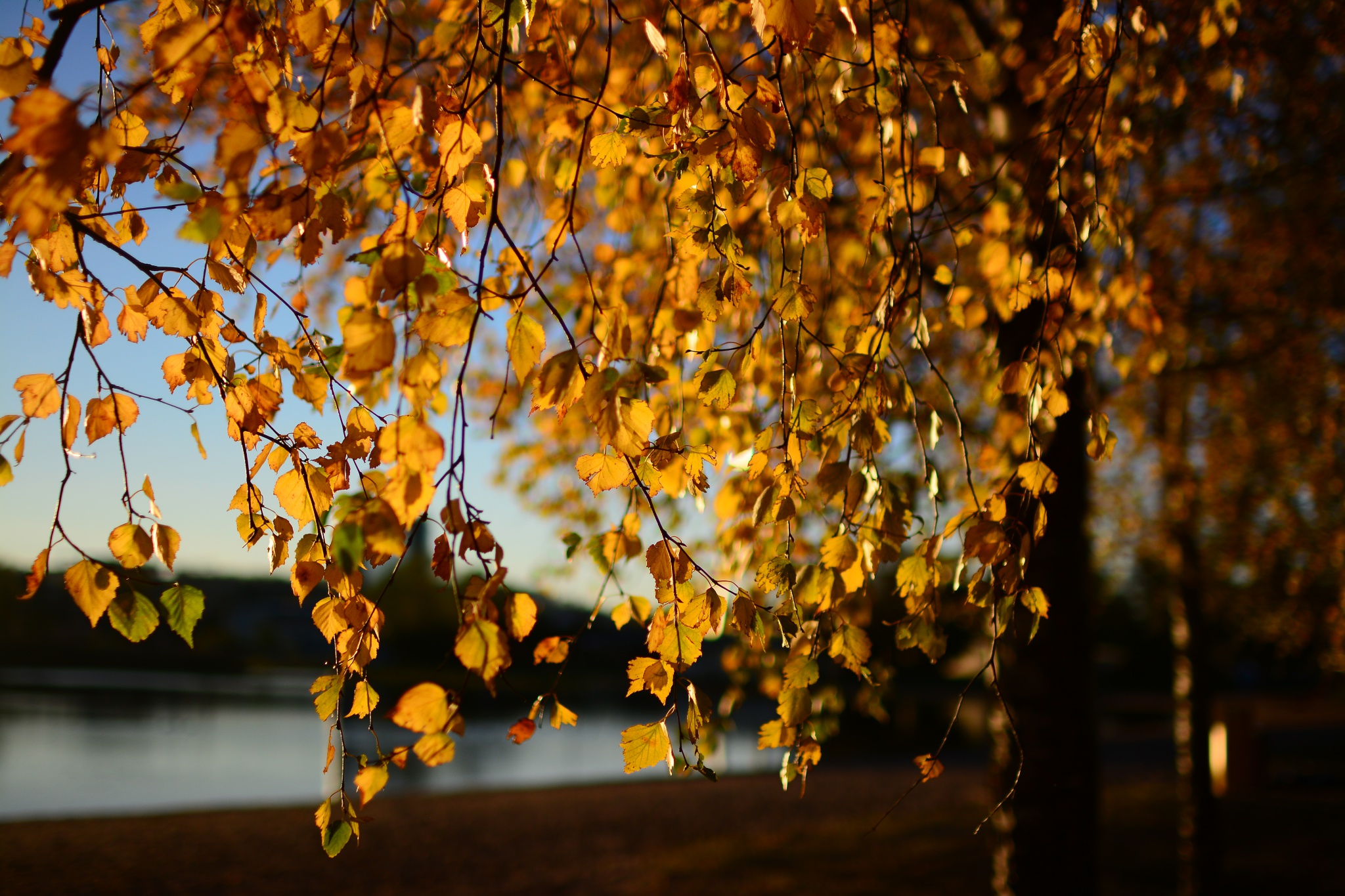 yellow leaves autumn