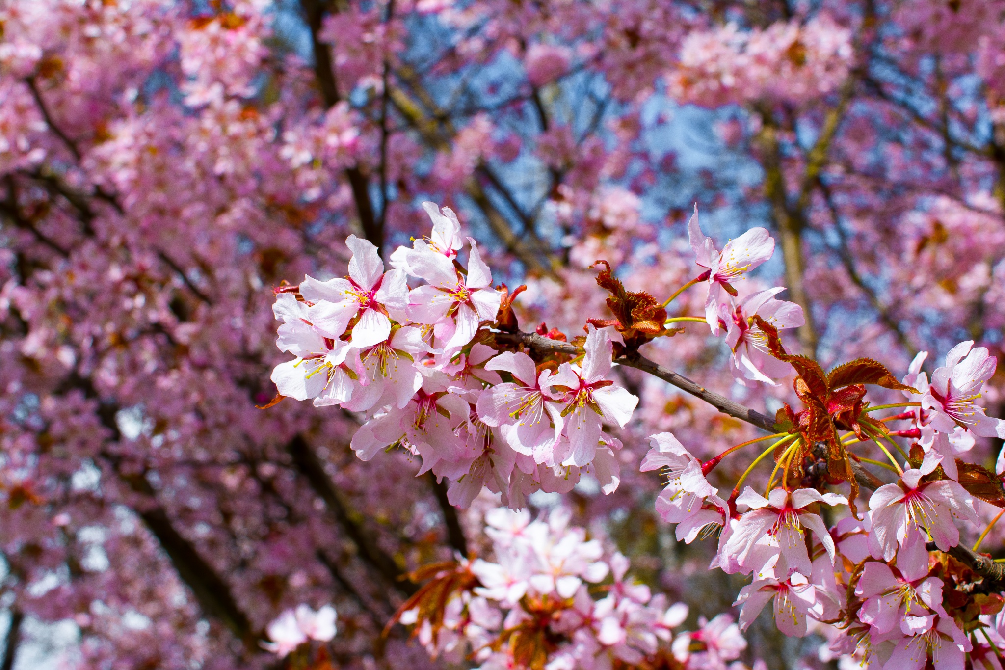 blooming pink tree