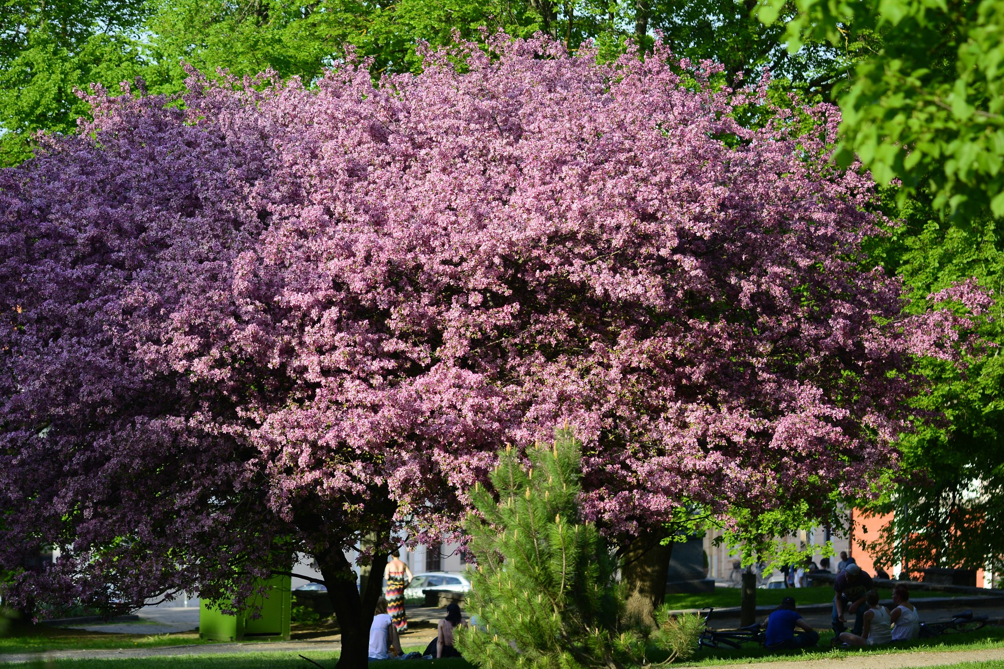 pink tree tartu