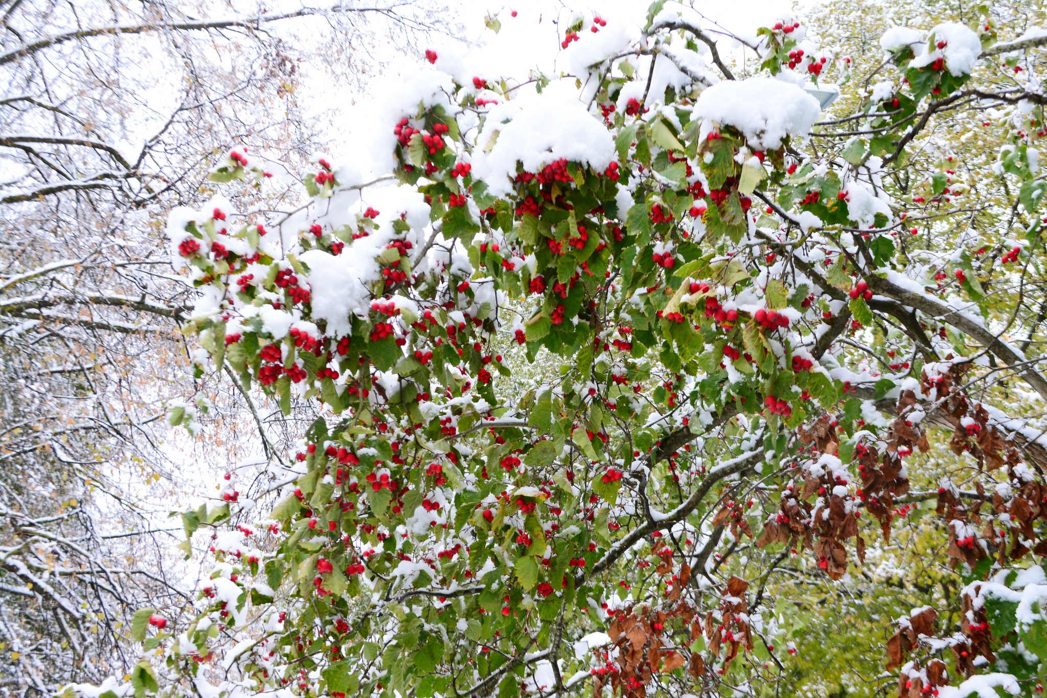 berries snow winter