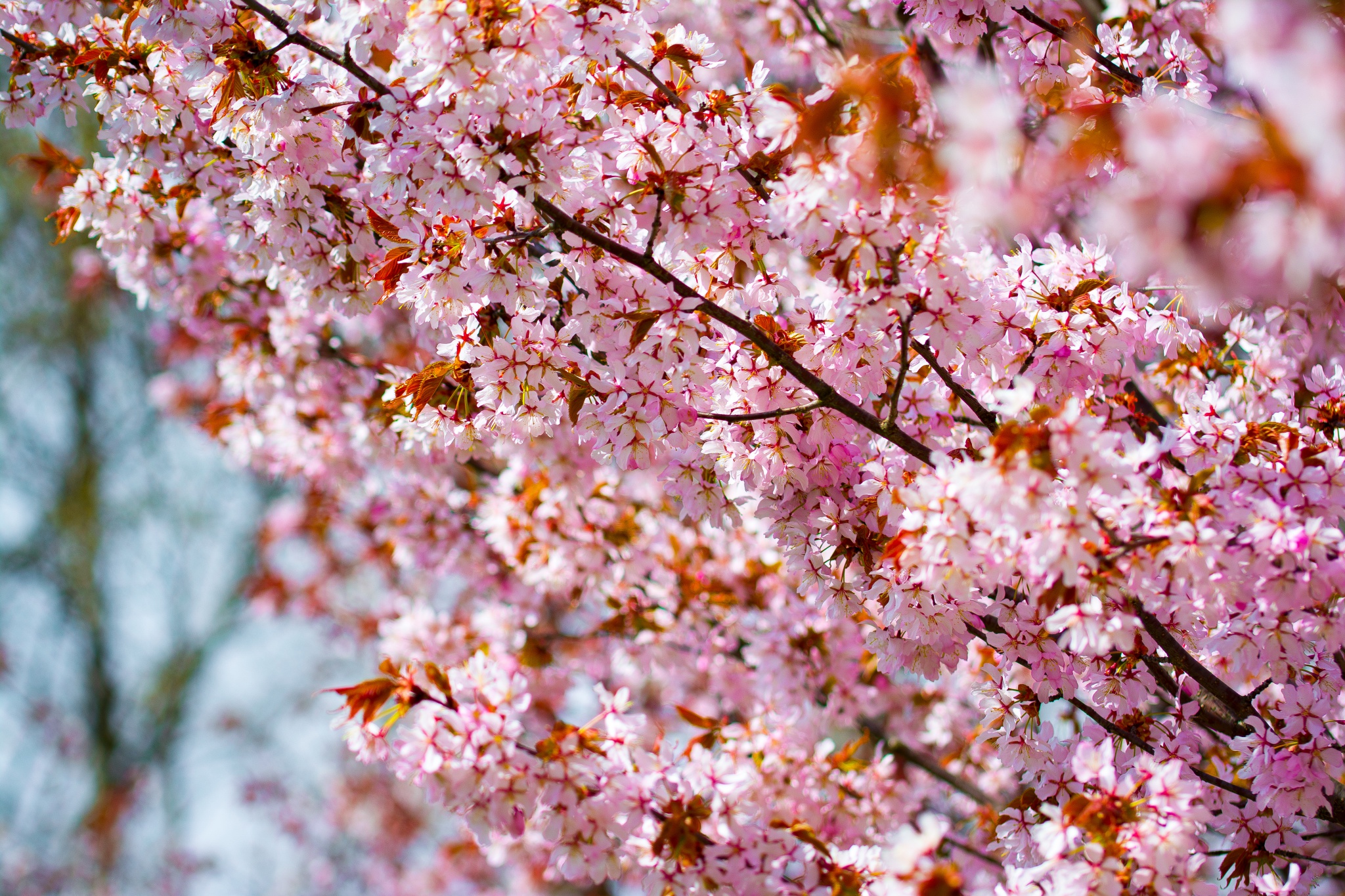 blooming pink tree
