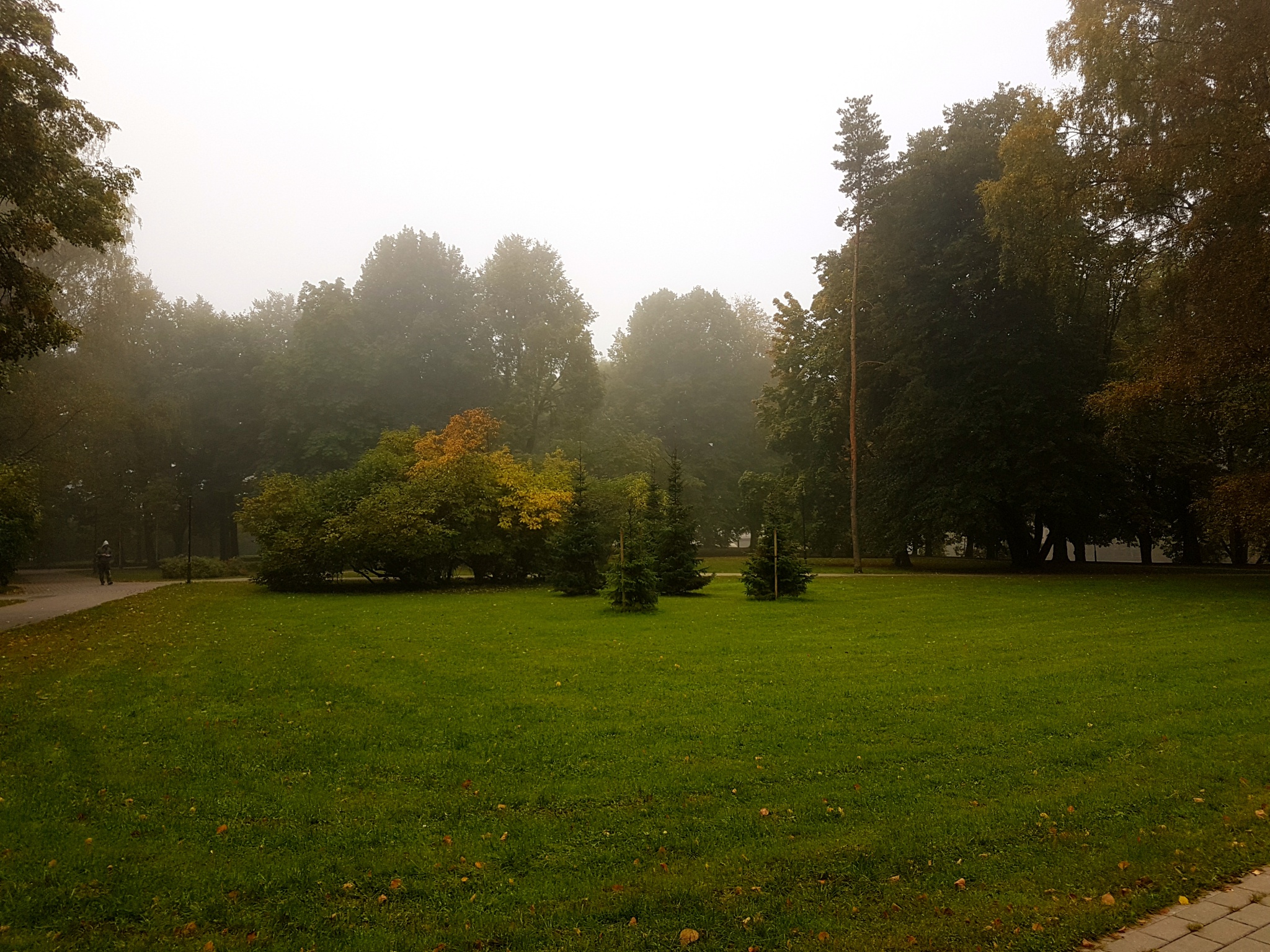 fog park morning fall