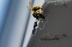 Hornet eating fly for breckfast 