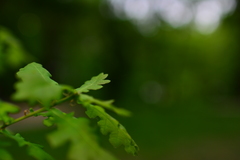 Leaves leaf