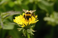 Bumblebee  bumblebee insects