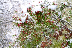Red berries under snow berries snow winter