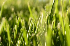 Grass grass