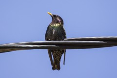 Common Starling starling birds animals