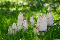 Mushroom family mushroom fall
